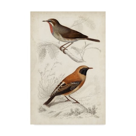 M. Charles D'Orbigny 'D'Orbigny Birds Vi' Canvas Art,16x24